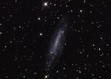 NGC4236 ( )
