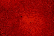 Sun H-alpha  2020-11-08 12:11