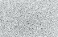 Neowise ( )